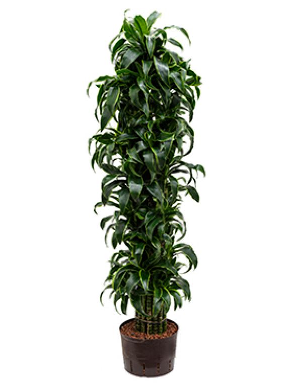 Dracaena dorado