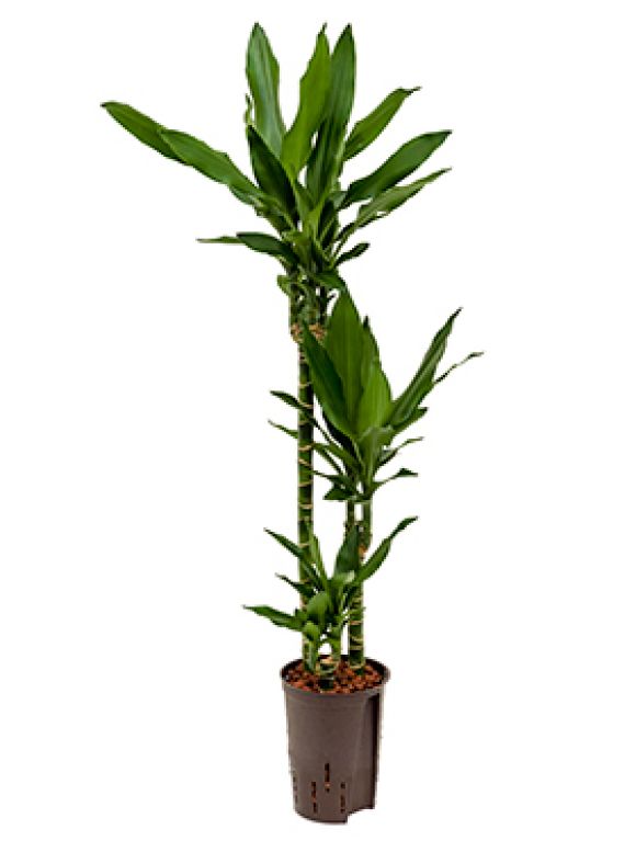 Dracaena janet lind