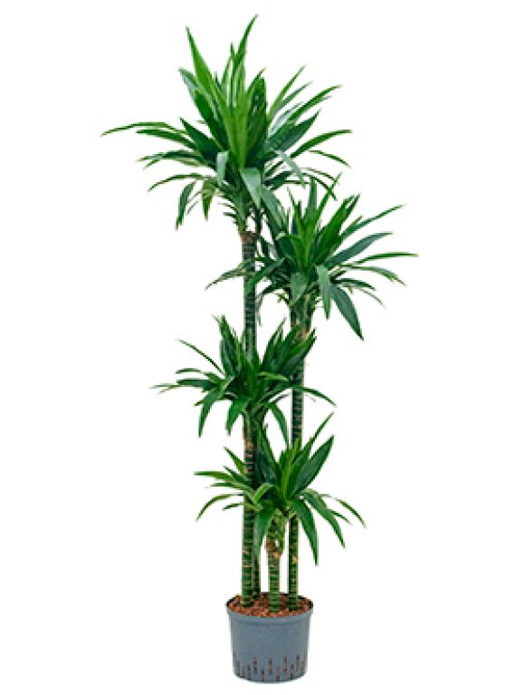 Dracaena kraft