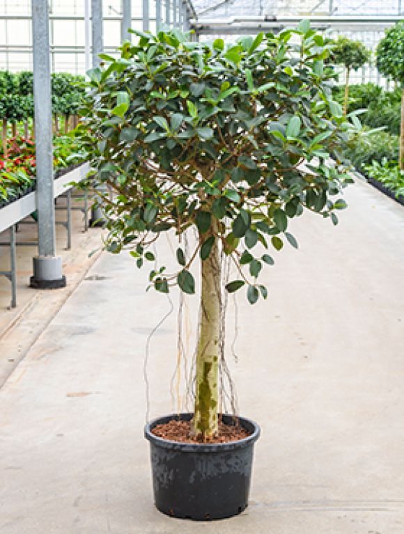 Ficus australis