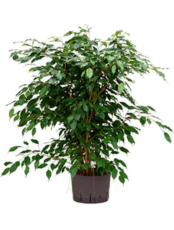 Ficus benjamina