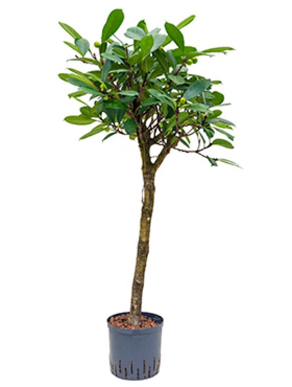 Ficus cyathistipula hydrokultur