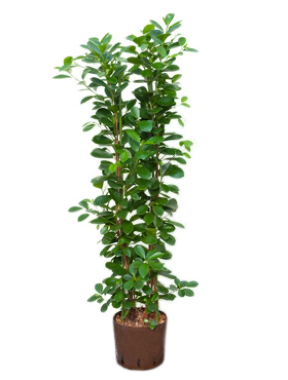 Ficus moclame hydrokulturpflanze