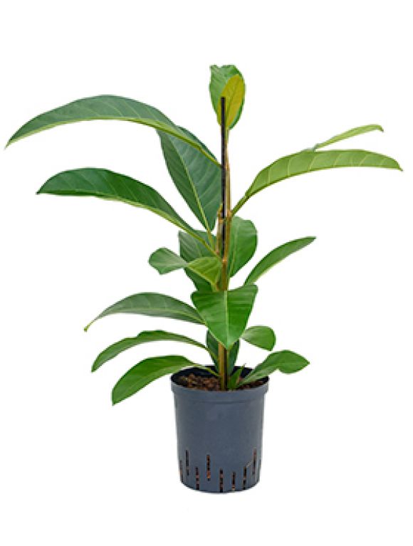 Ficus roy