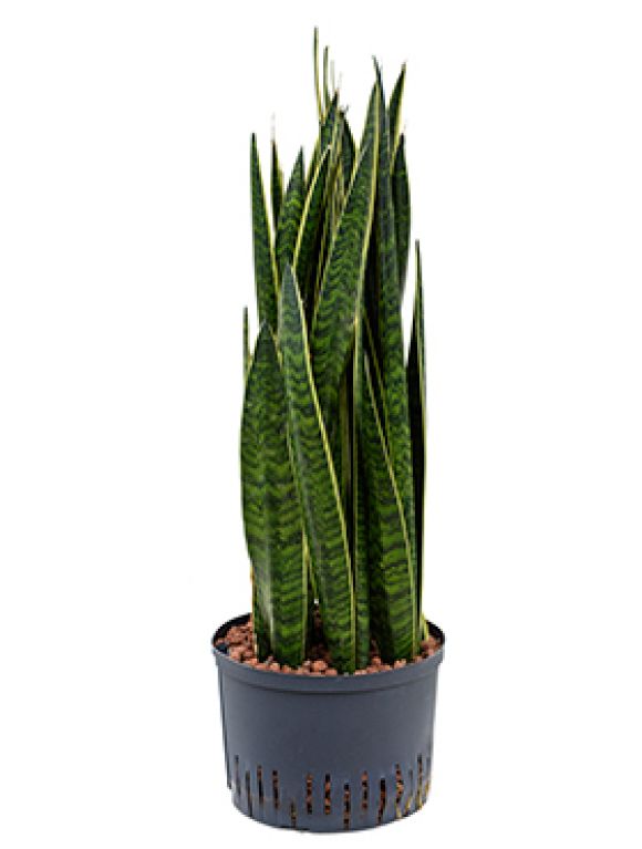 Sansevieria alis