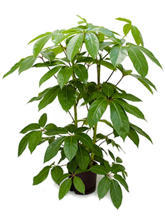 Schefflera amate hydrokulturpflanze