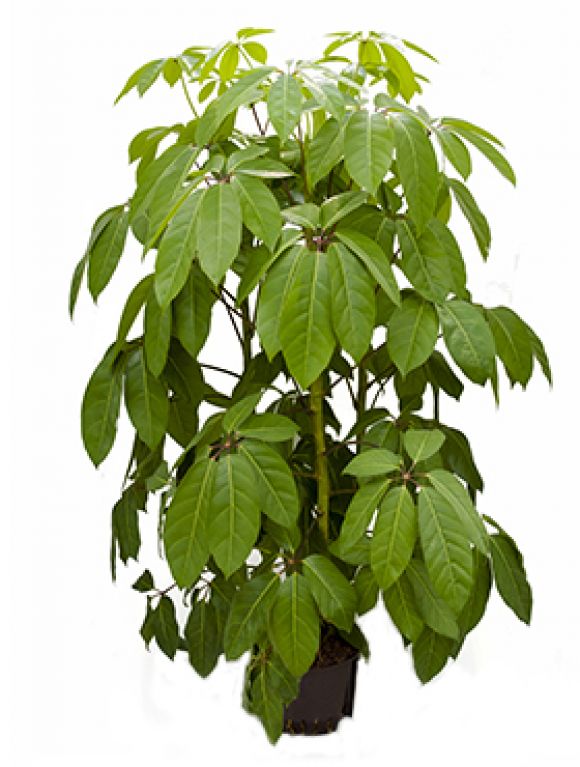 Schefflera amate