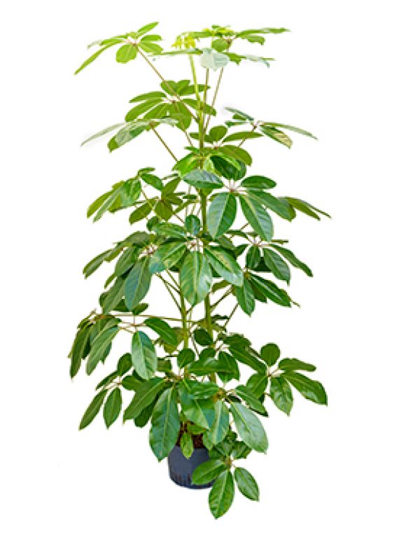 Schefflera amate