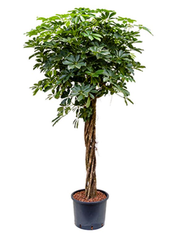 Schefflera arboricola