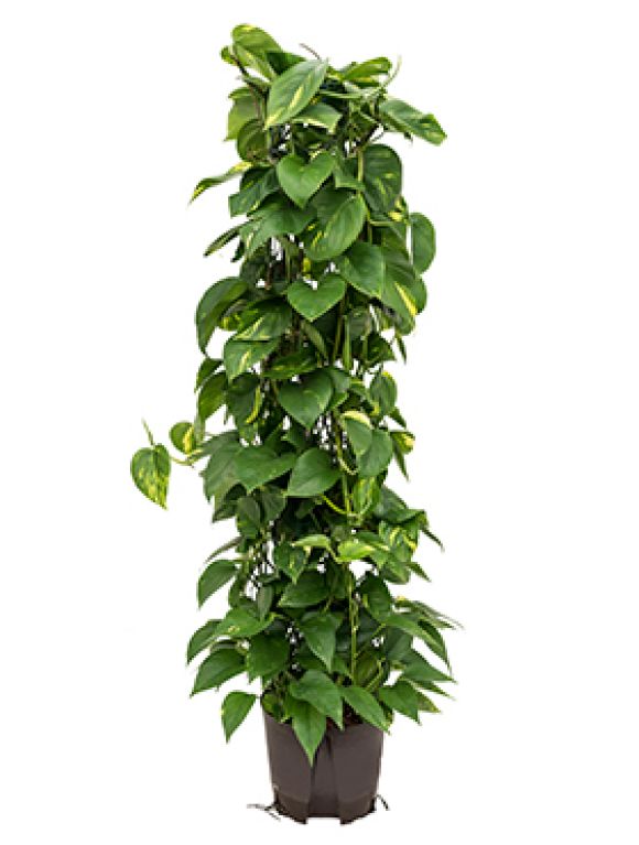 Scindapsus (epipremnum) aureum