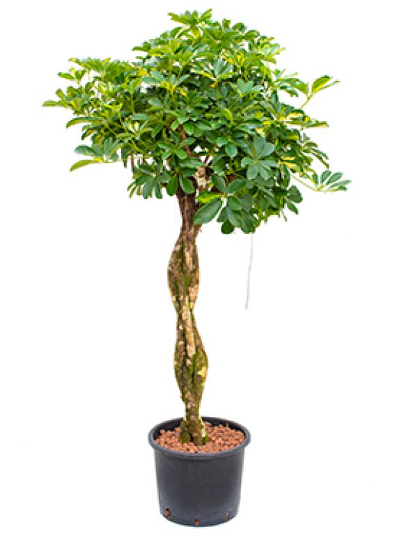 Schefflera gold capella