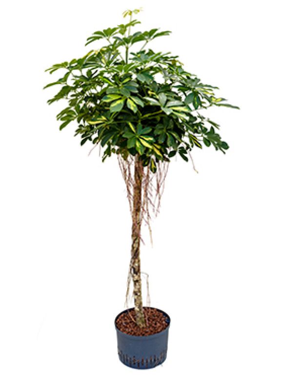 Schefflera gold capella