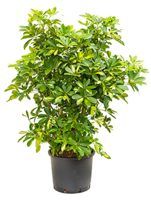 Schefflera gold capella