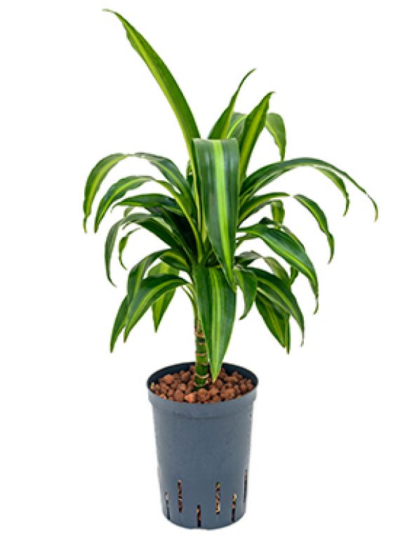 Dracaena hawaiian sunshine