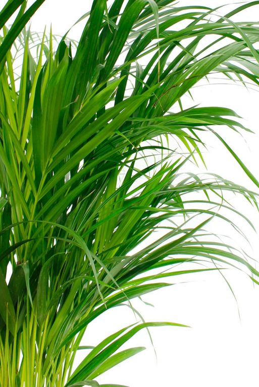 Areca-Palme im Webshop kaufen