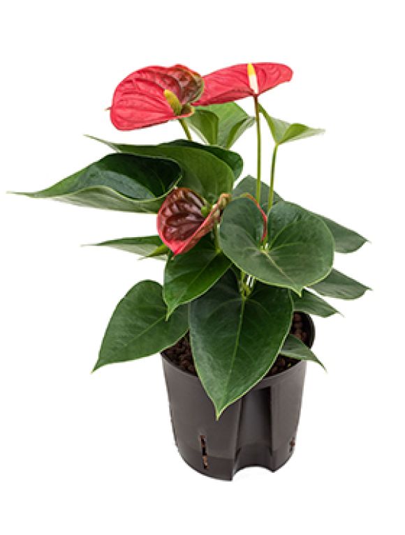 Anthurium sierra