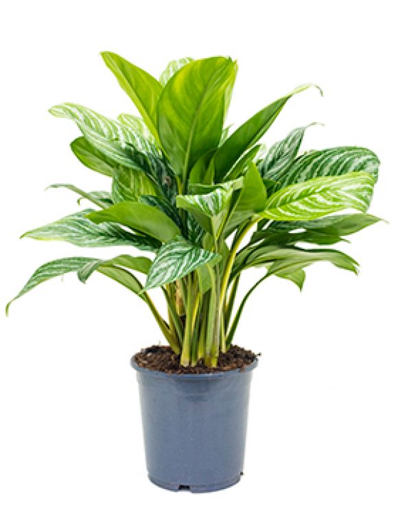 Aglaonema stripes