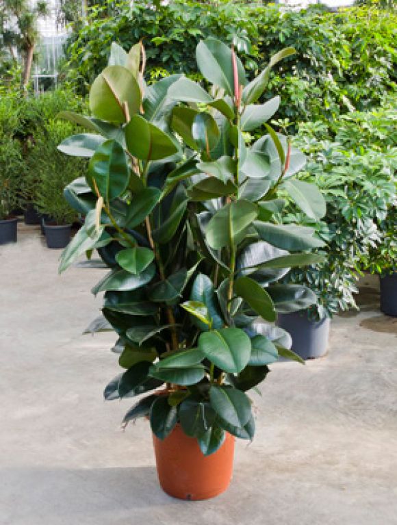 Ficus robusta