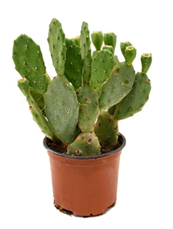 Opuntia vulgaris