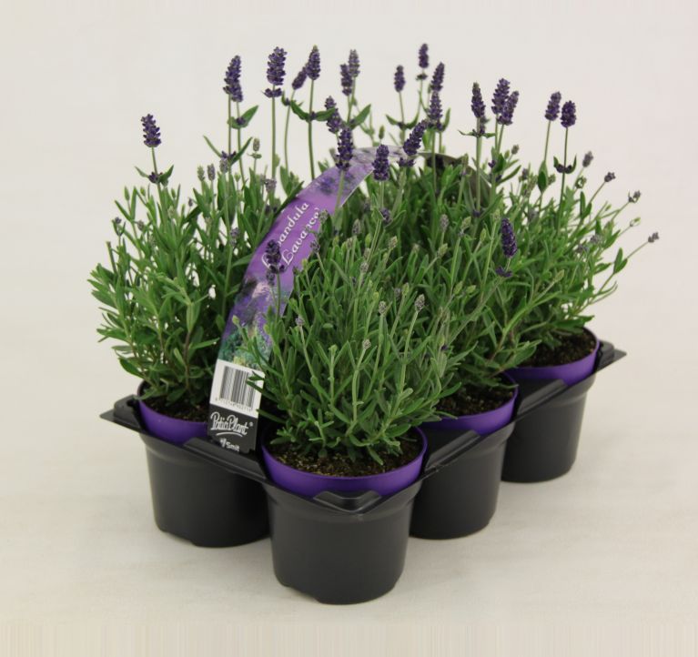 Lavandula angustifolia im 6er-Pack