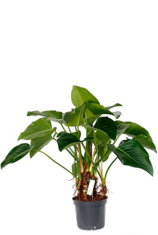 Philodendron green beauty