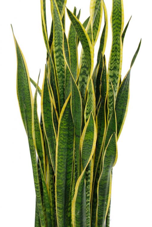 Sansevieria laurentii