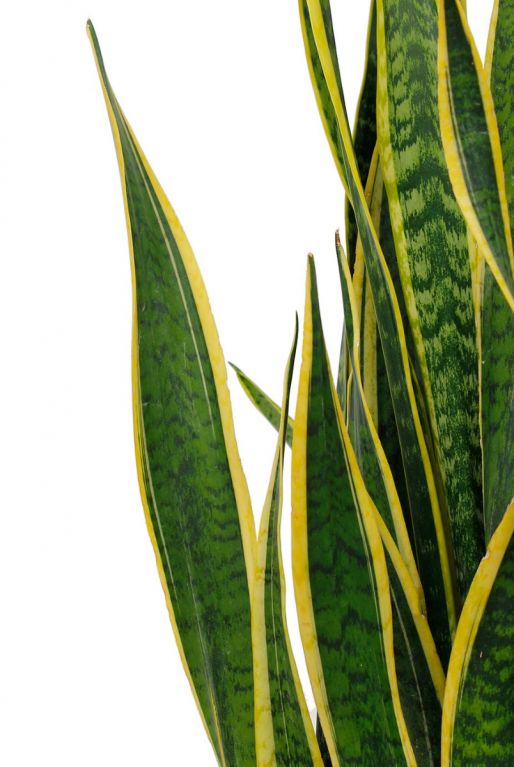 Sansevieria laurentii