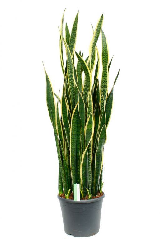 Sansevieria laurentii