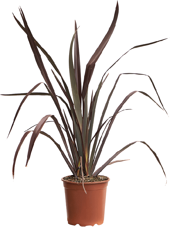 phormium_tuinplant