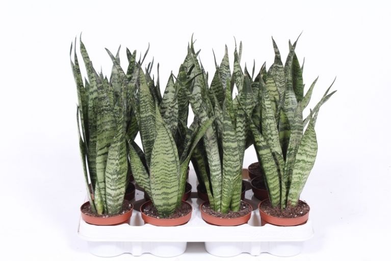 Sansevieria Zeylanica