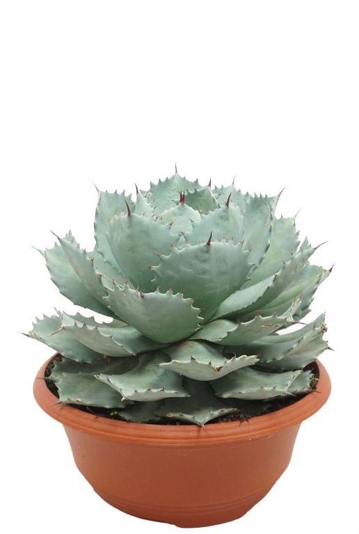 Agave potatorum