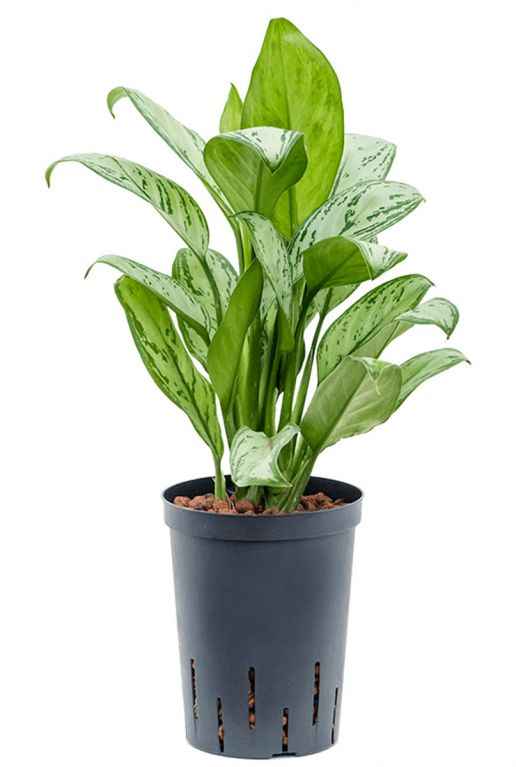 Aglaonema christina 1