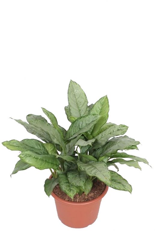 Aglaonema freedman