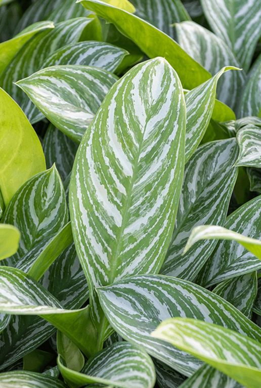 Aglaonema stripes Blatt