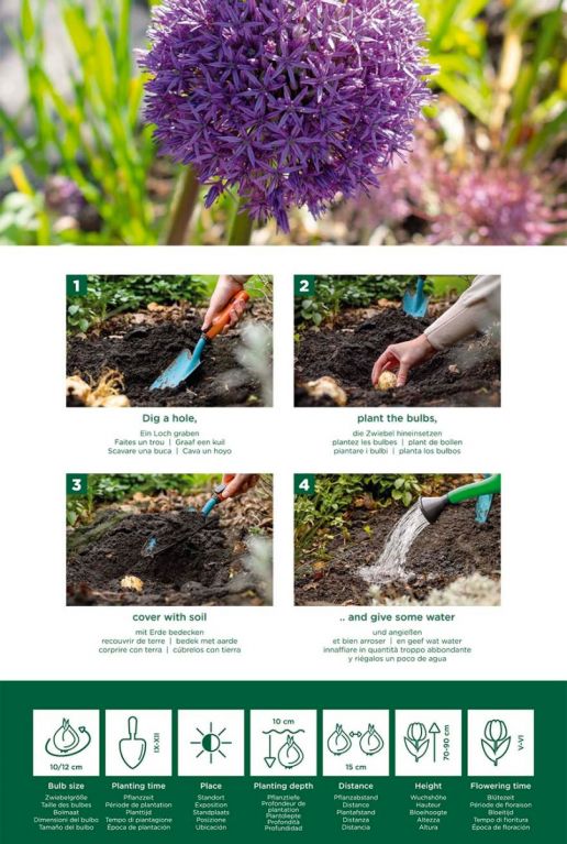 Allium purple sensation mix instructie