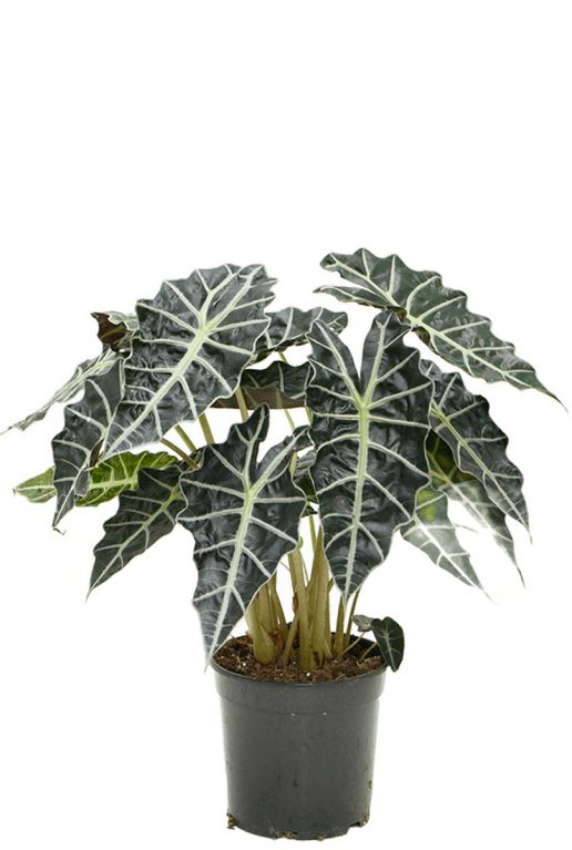 Alocasia amazonica