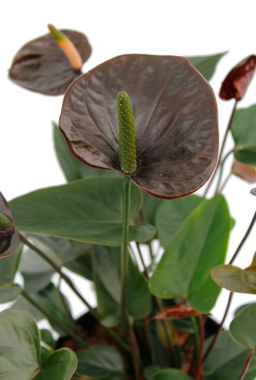 Anthurium schwarze Blume