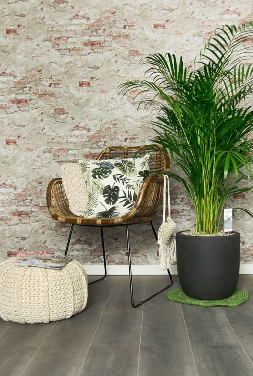 Areca palme interieur