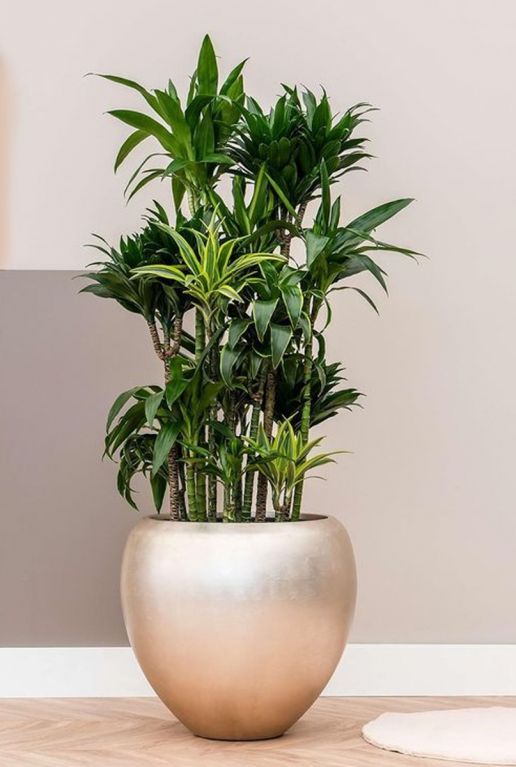 Baq plantenpot champagne