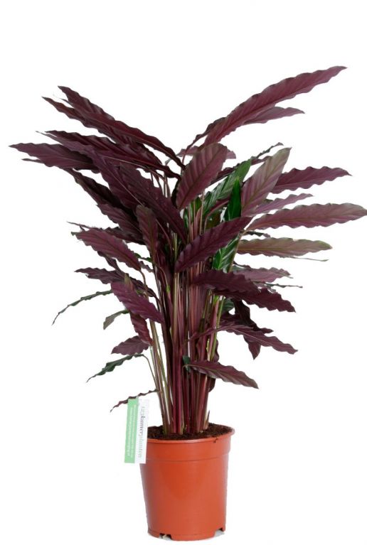 Calathea rufibarba Wavestar  Pfeilwurze