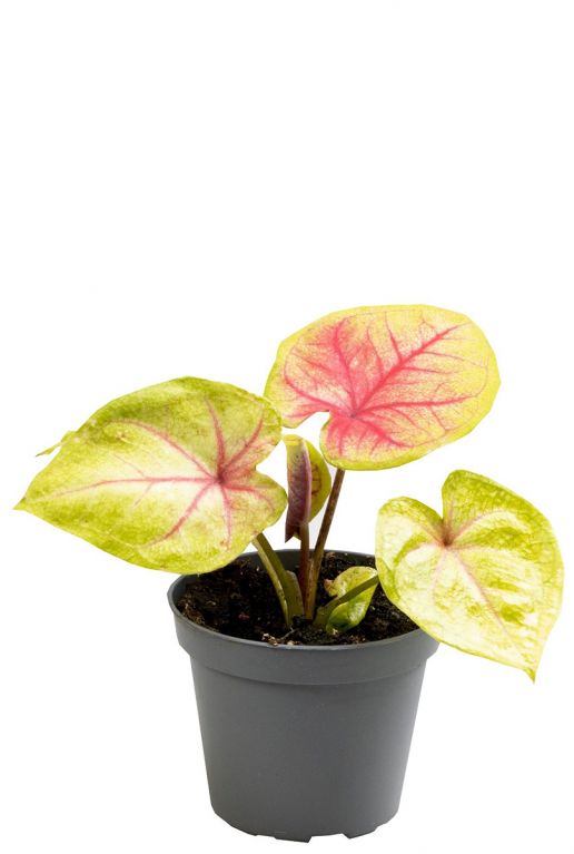 Caladium bella pflanze