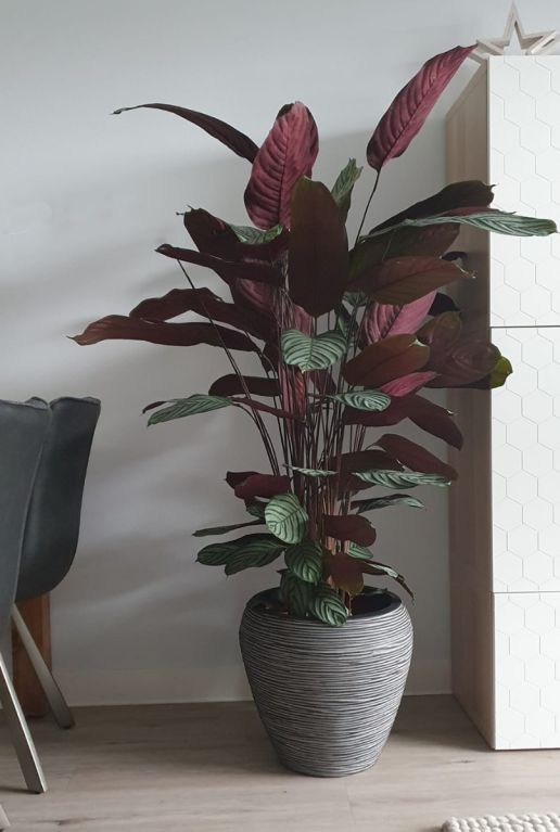 Calathea zimmerpflanze