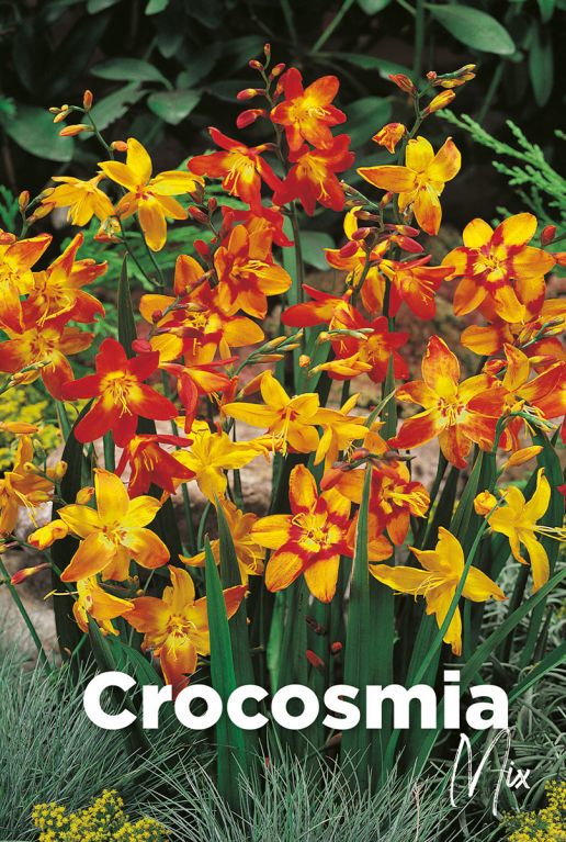 Crocosmia mix blumenzwiebeln