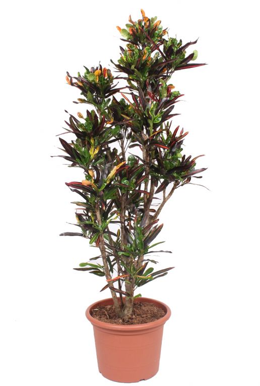 Croton mammi 2