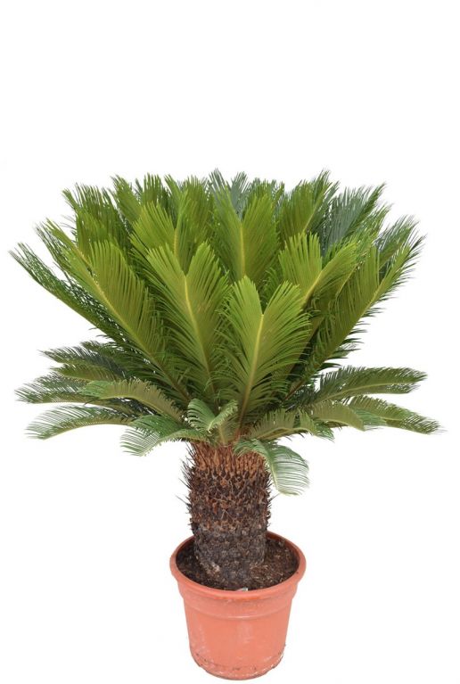 Cycas kamerplant 2