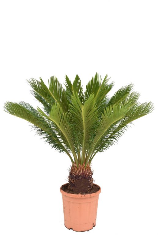 Cycas revoluta