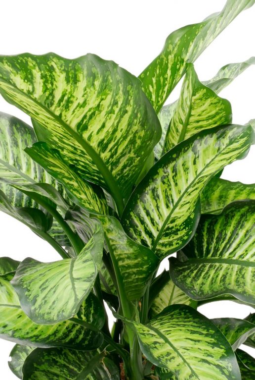 dieffenbachia blatt gross