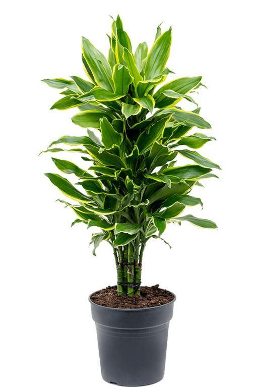 Dracaena-fragrans- golden-coast