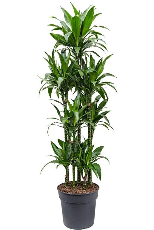 Dracaena Janet Craig