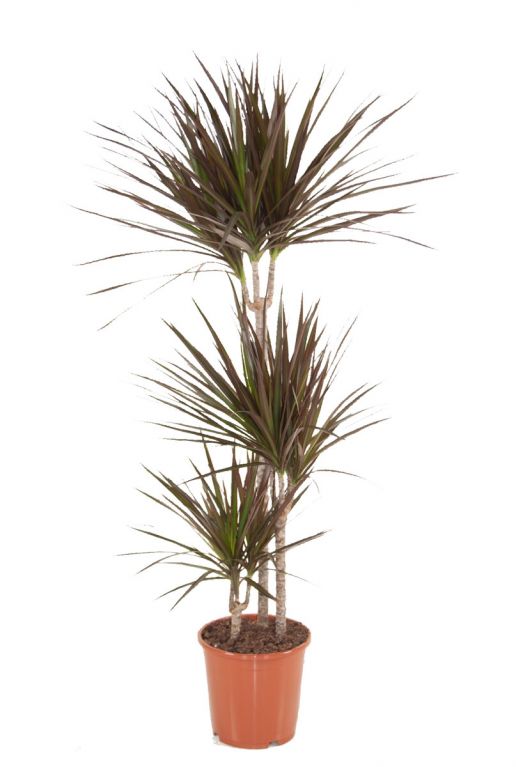 Dracaena-magenta-drakenbloedboom-online-kopen